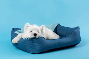 Dermatite Atópica Canina – Novidades no Tratamento